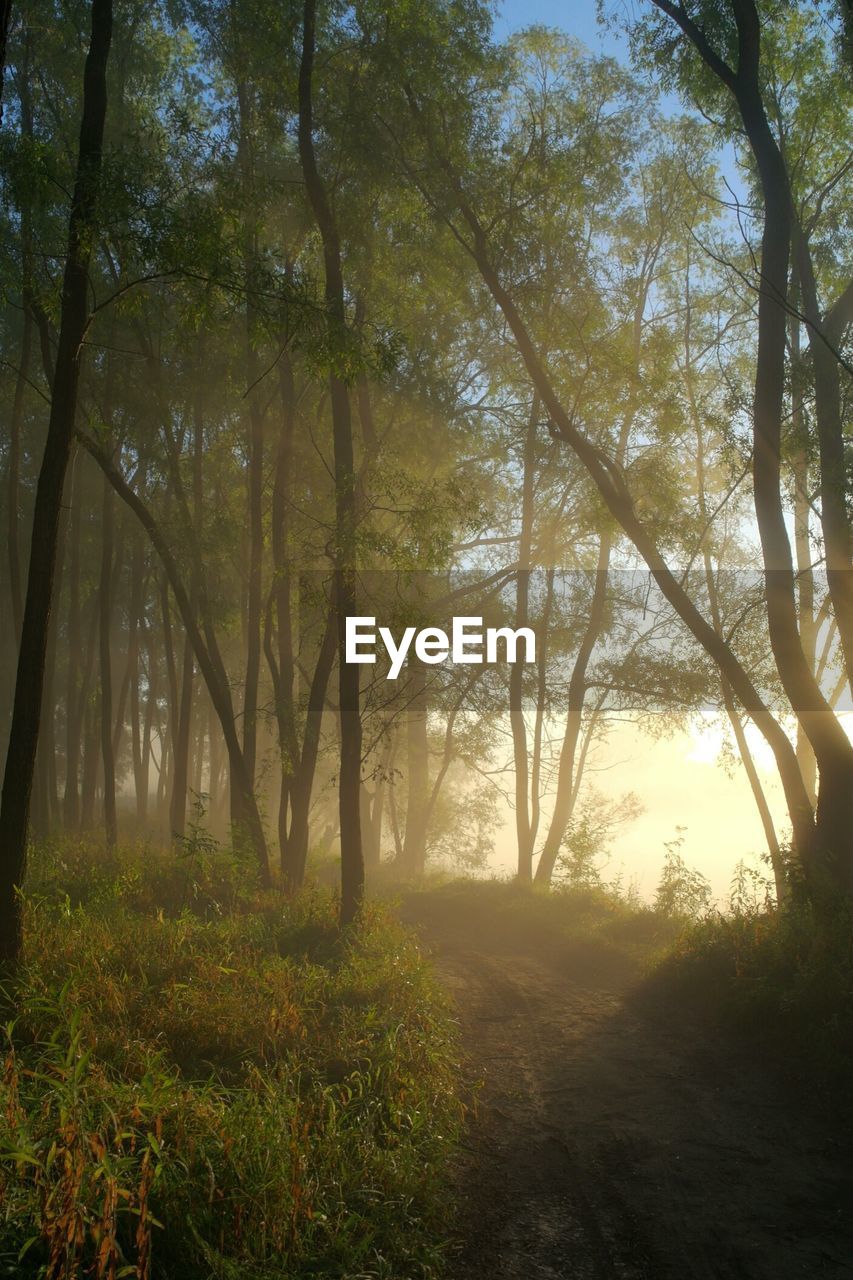 Morning sunshine beaming on forest trees