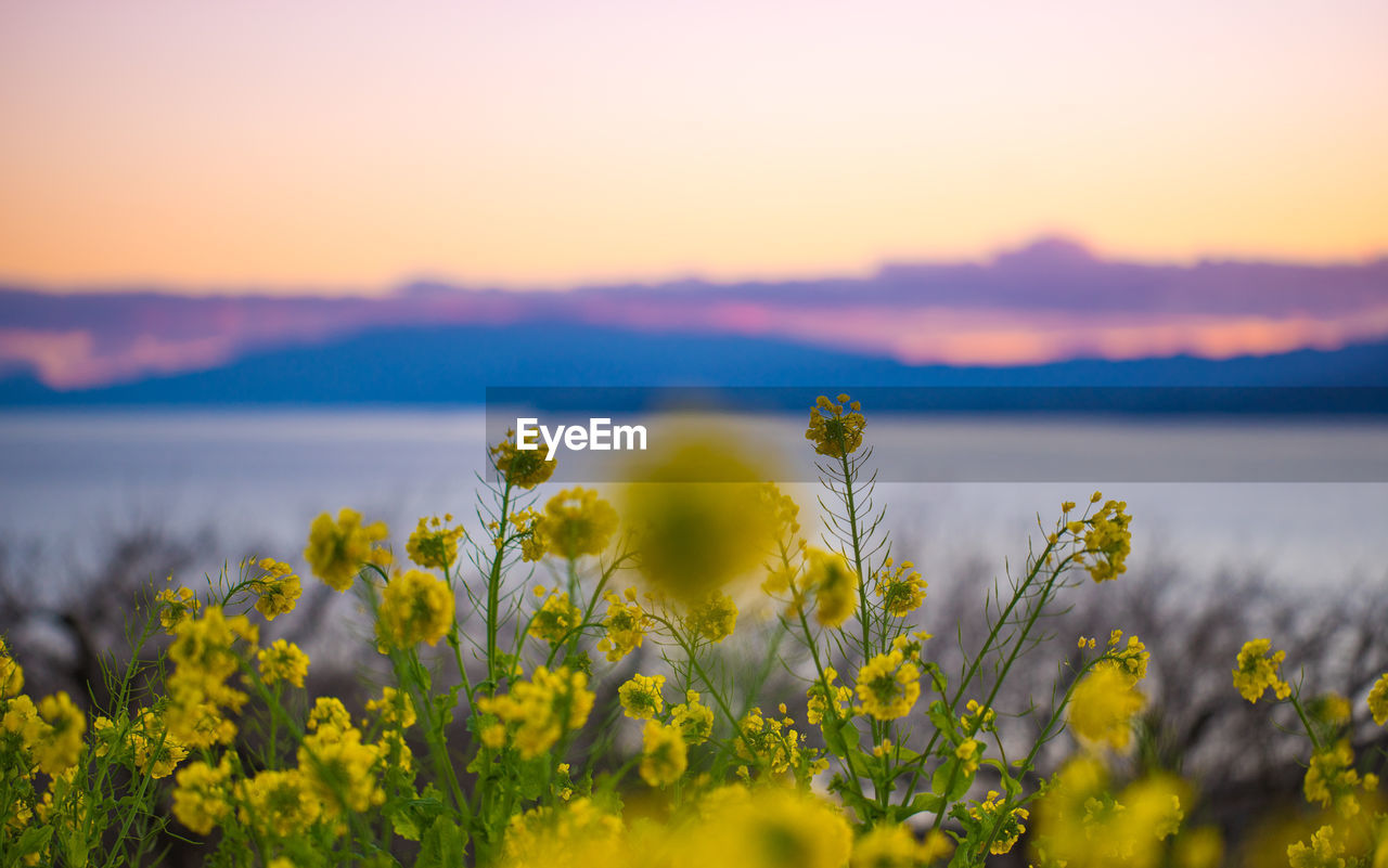 Yellow flowering plants on field against sky during sunset