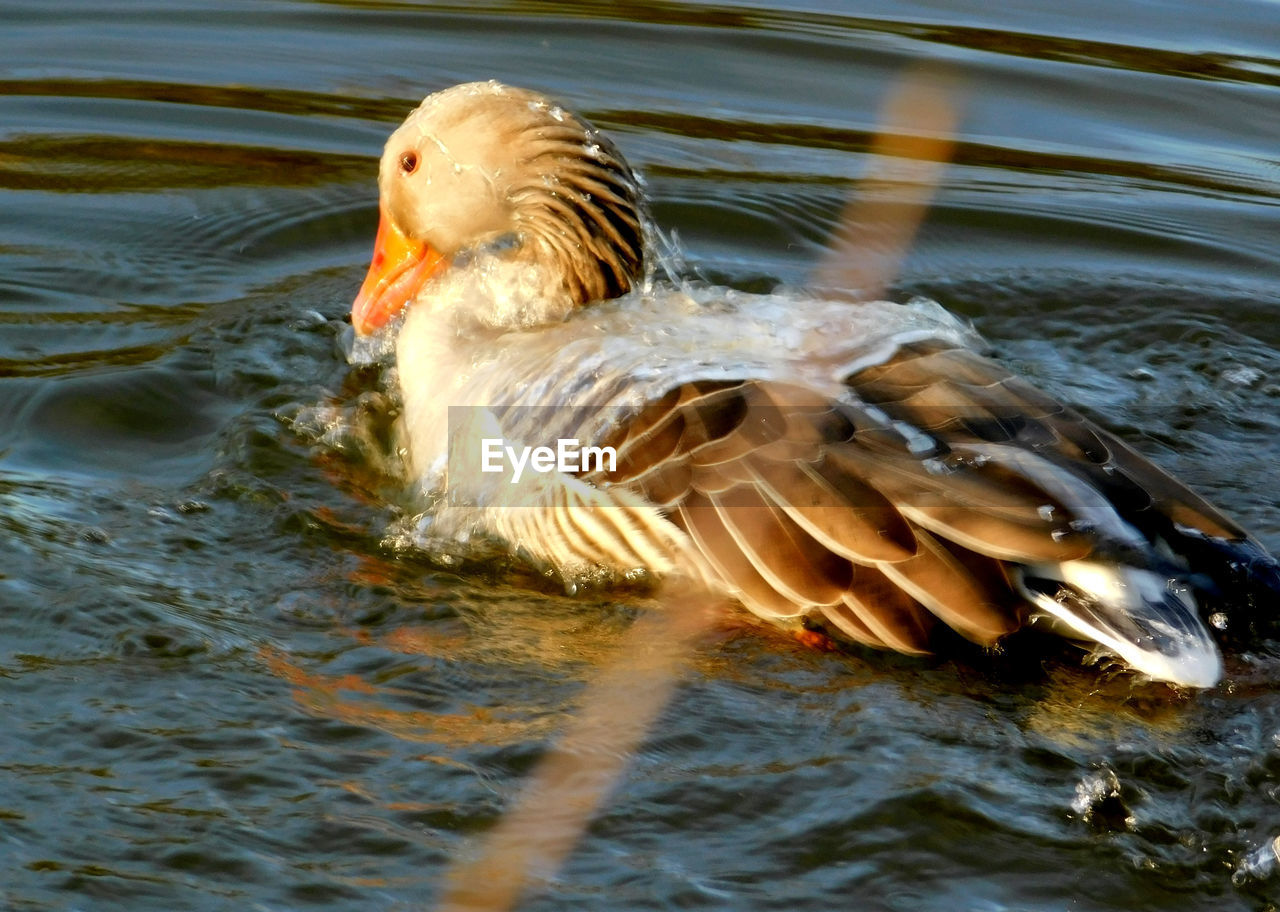 CLOSE-UP OF A DUCK IN LAKE