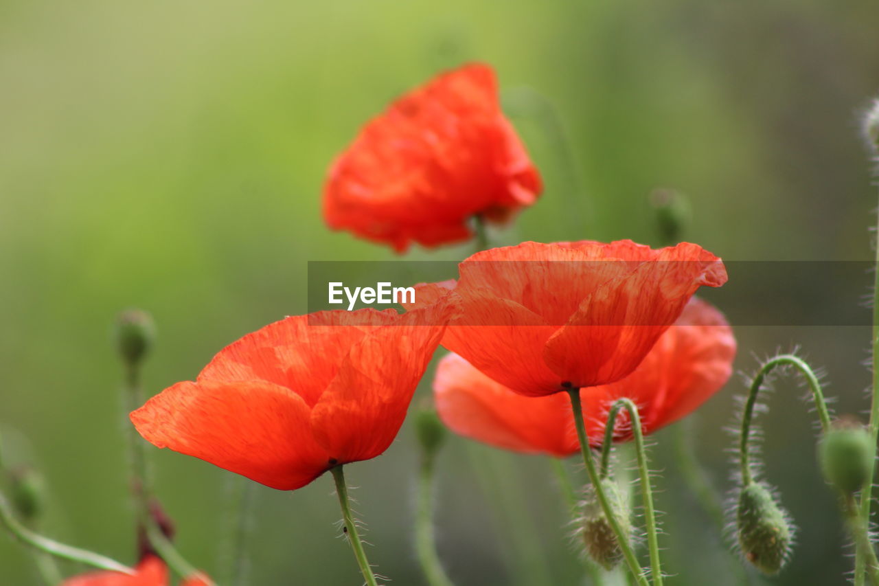 CLOSE-UP OF POPPIES BLOOMING OUTDOORS