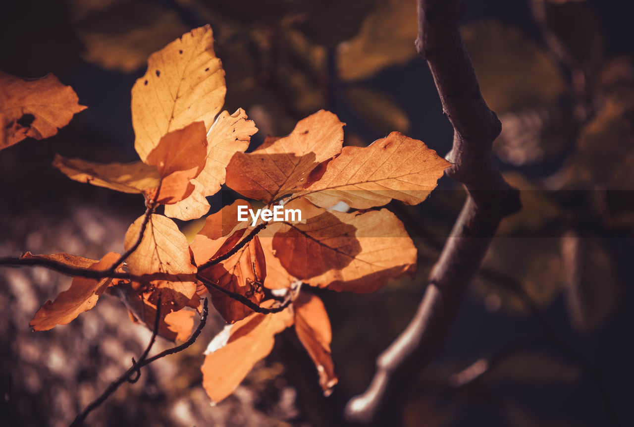 Close-up of dry autumn leaves