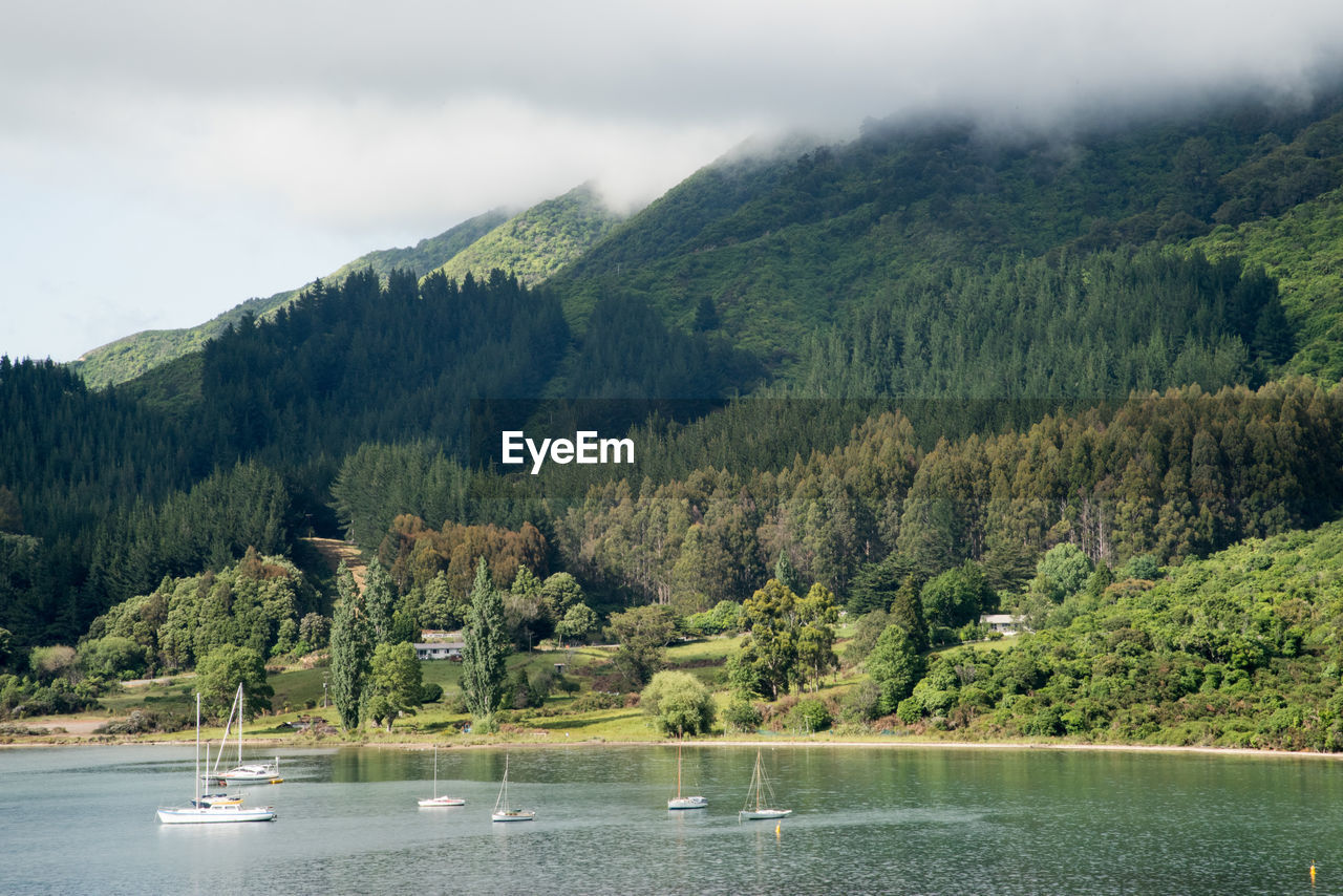 Scenic view of river by trees against sky