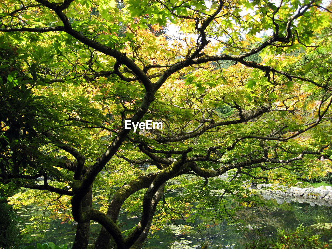 Trees against sky