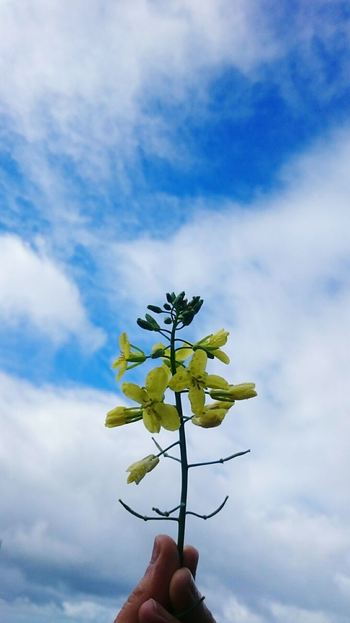 Cropped image of hand holding leaf against cloudy sky