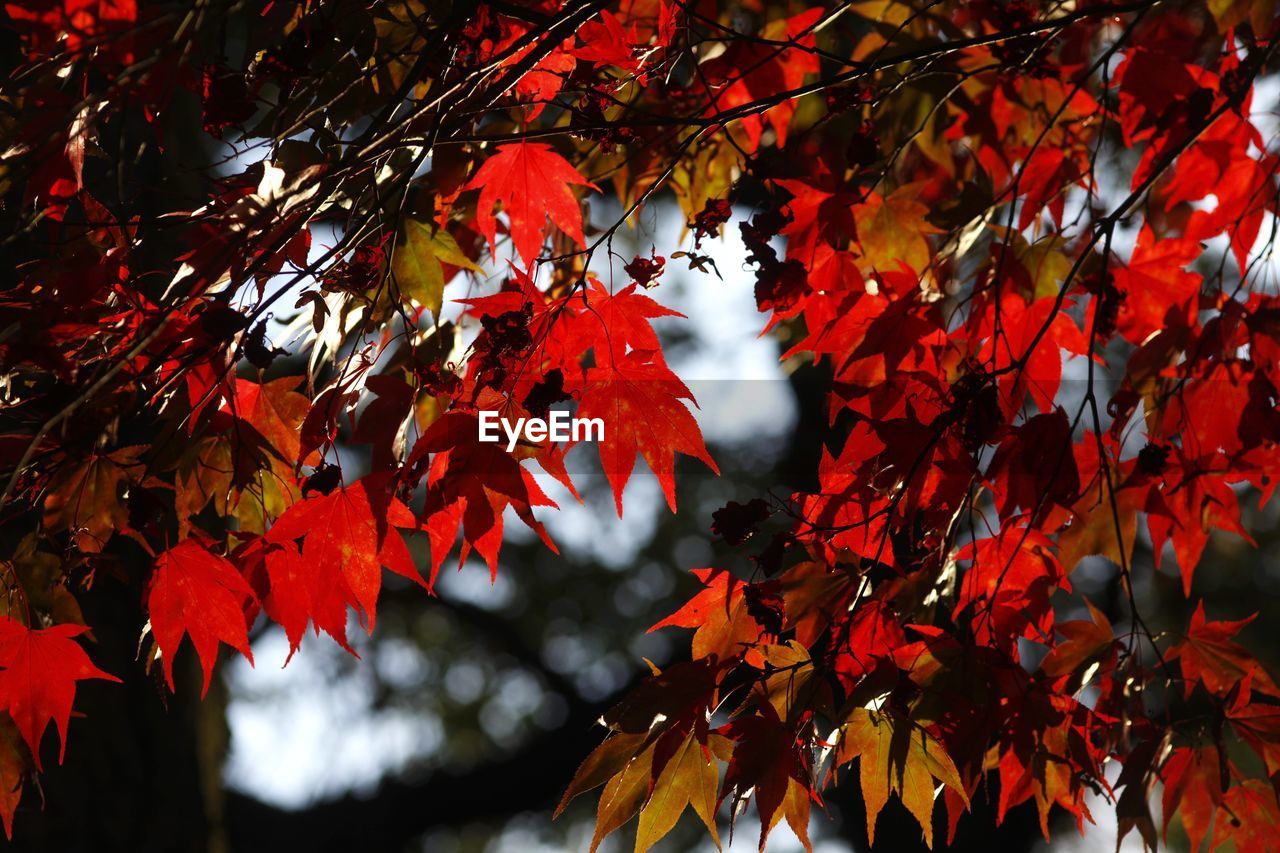 LOW ANGLE VIEW OF MAPLE TREE DURING AUTUMN