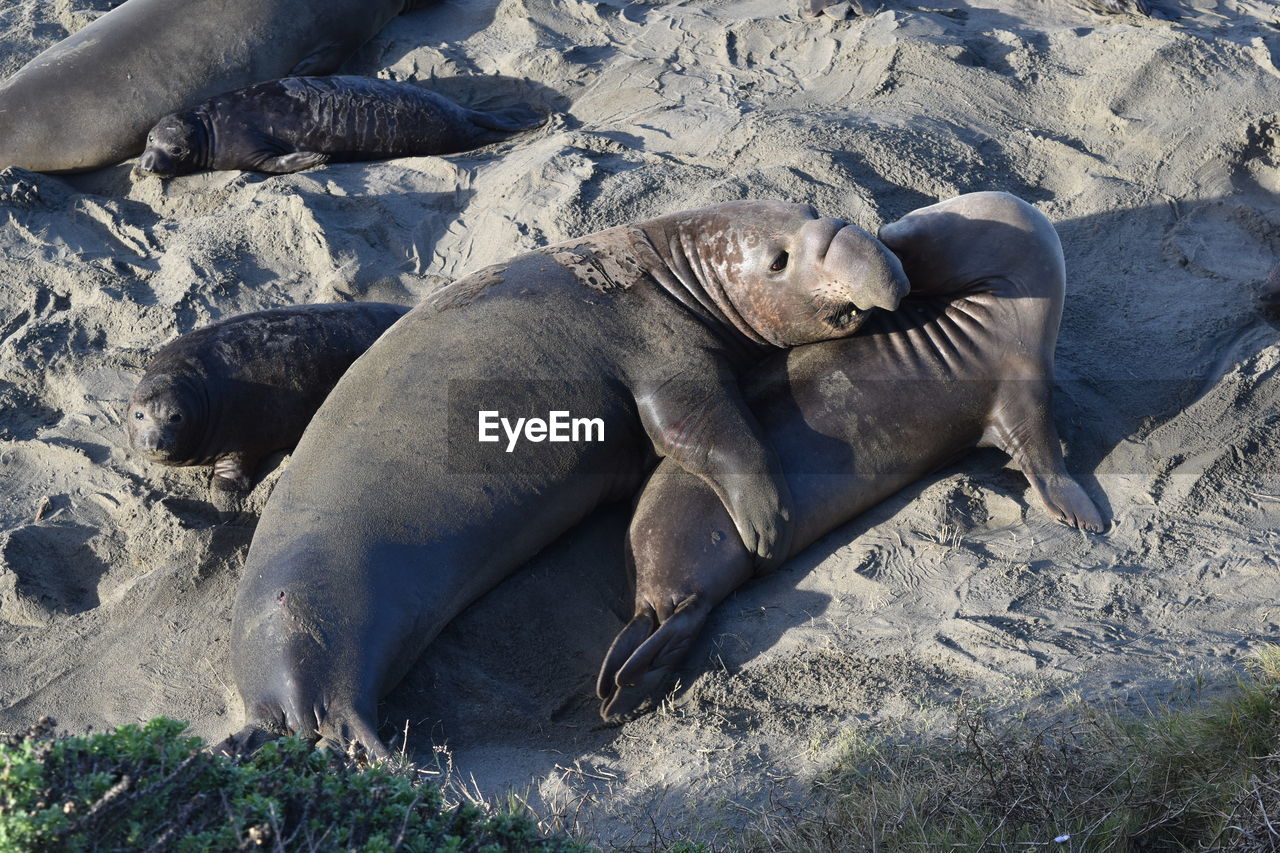 LIZARD RESTING IN ZOO