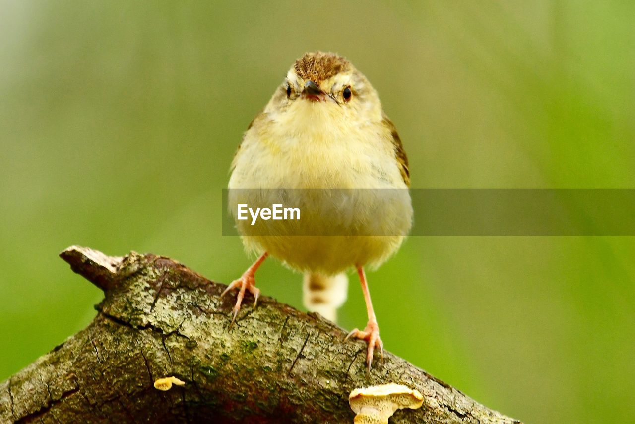 CLOSE-UP OF A BIRD PERCHING ON WOOD