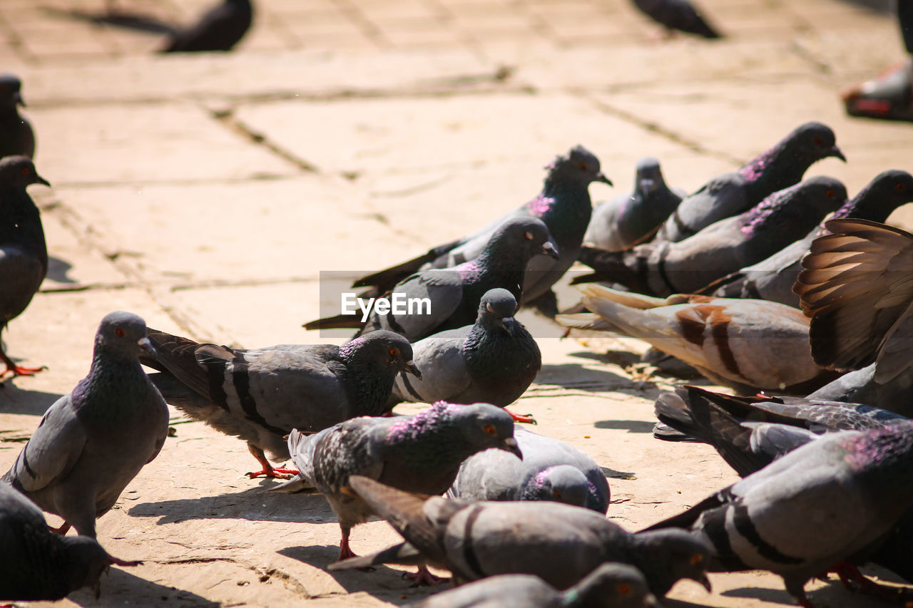 HIGH ANGLE VIEW OF BIRDS PERCHING ON SHORE