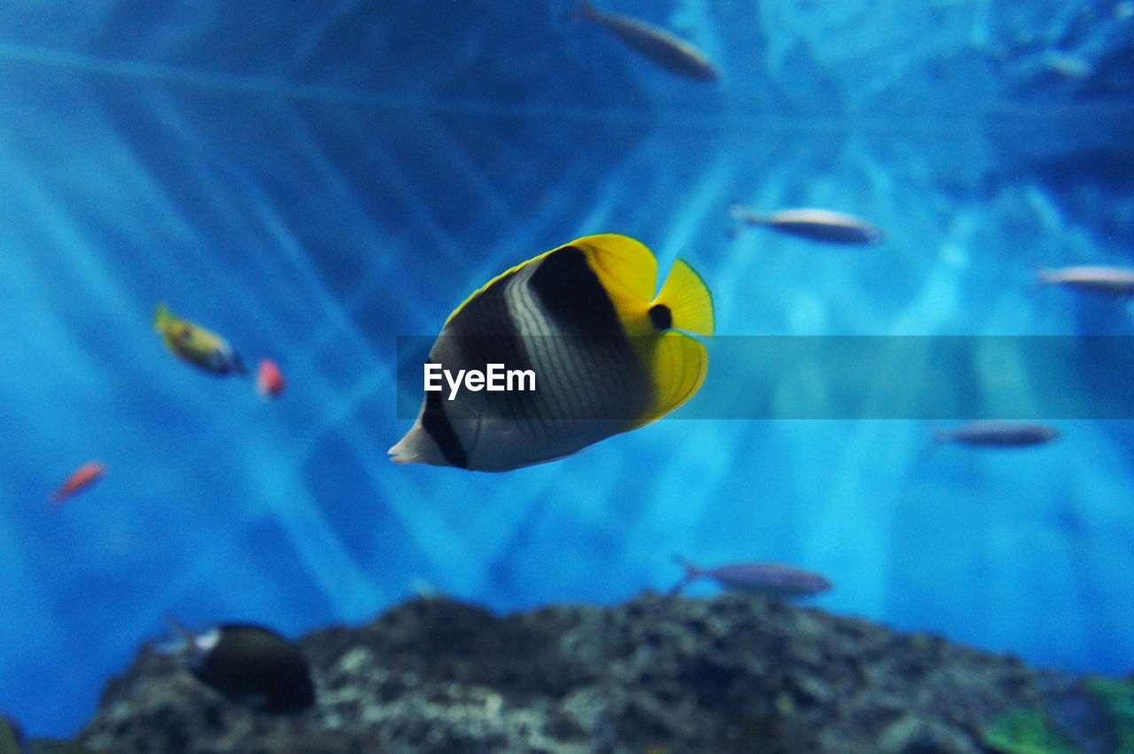 CLOSE-UP OF FISHES SWIMMING IN AQUARIUM