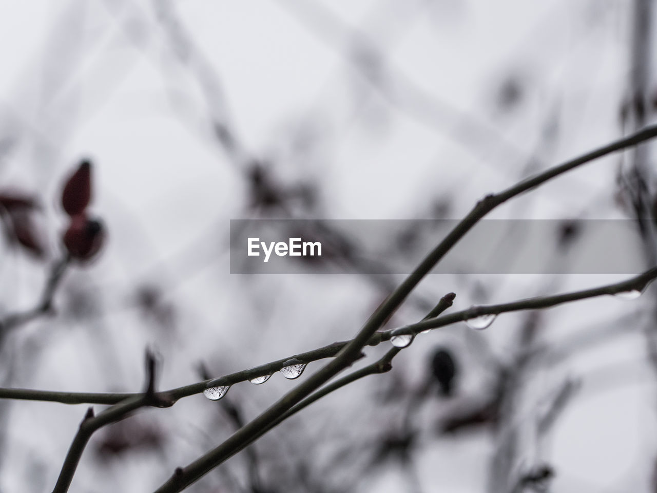 CLOSE-UP OF BRANCHES AGAINST SKY