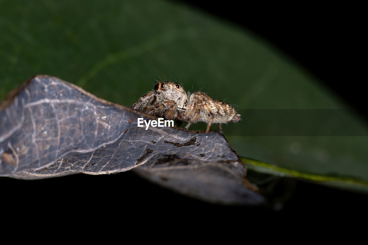 CLOSE-UP OF SPIDER ON A LEAF