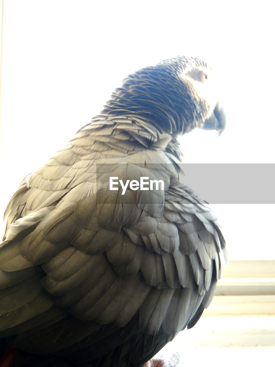 CLOSE-UP OF EAGLE PERCHING ON WOOD