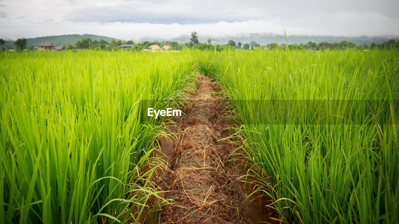 SCENIC VIEW OF FARM AGAINST SKY