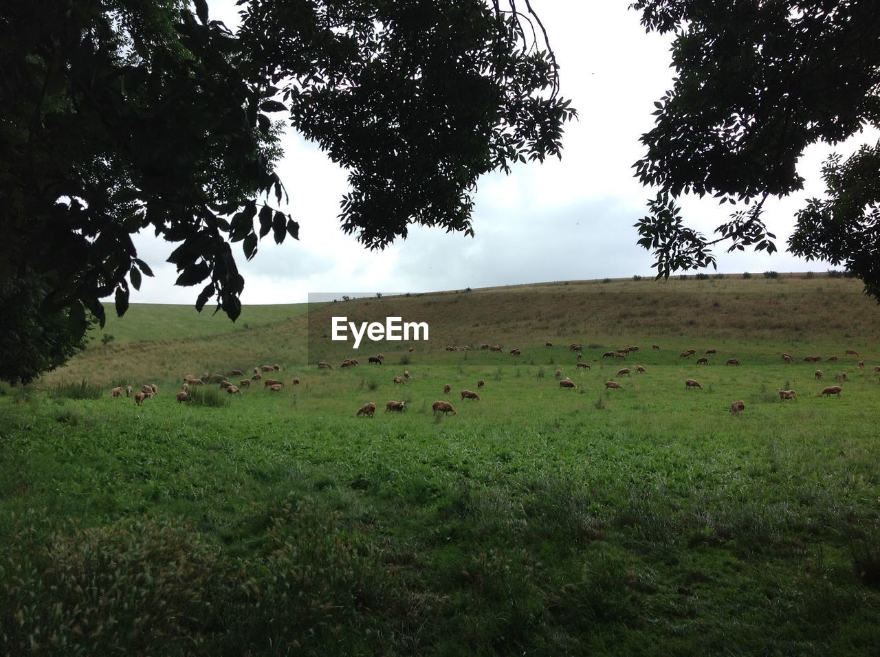 SHEEP ON FIELD AGAINST SKY