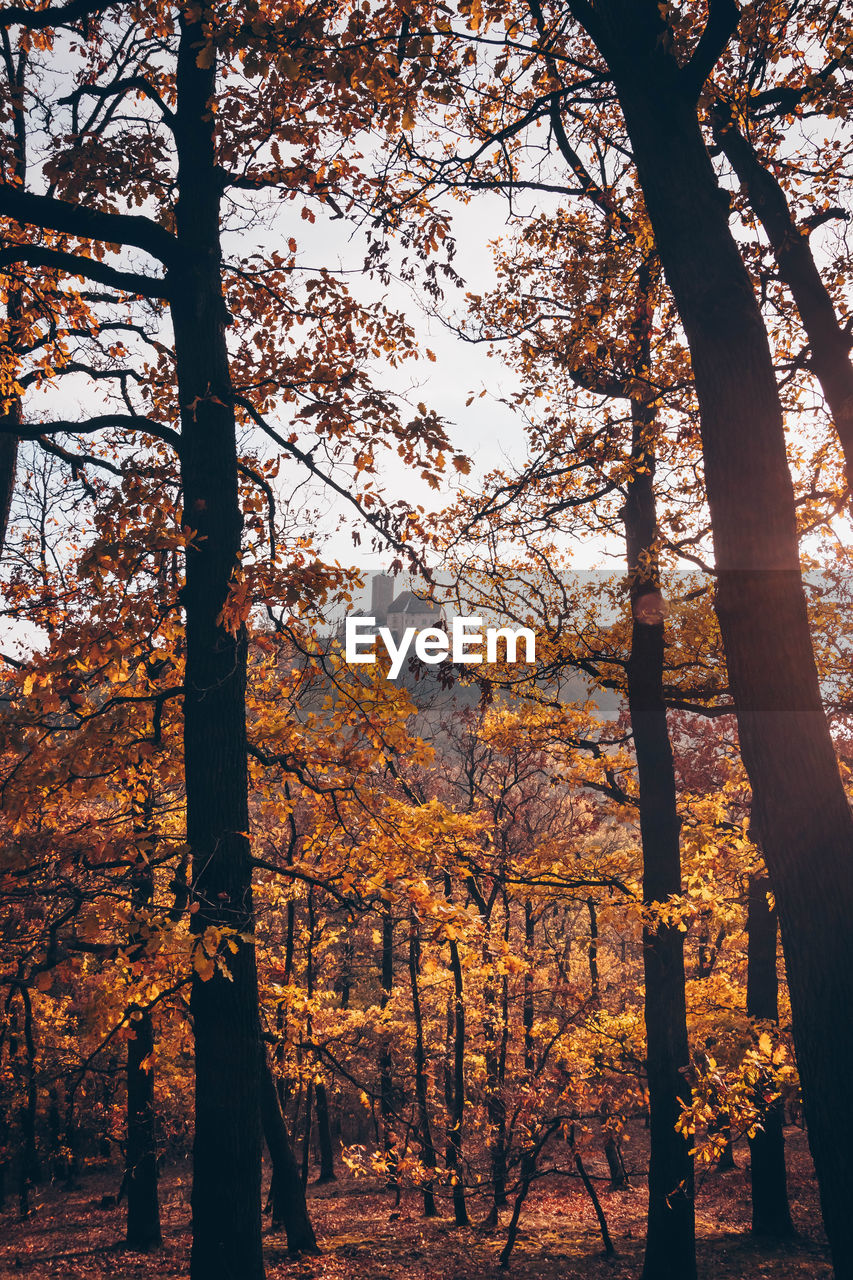 TREES IN FOREST AGAINST SKY DURING AUTUMN