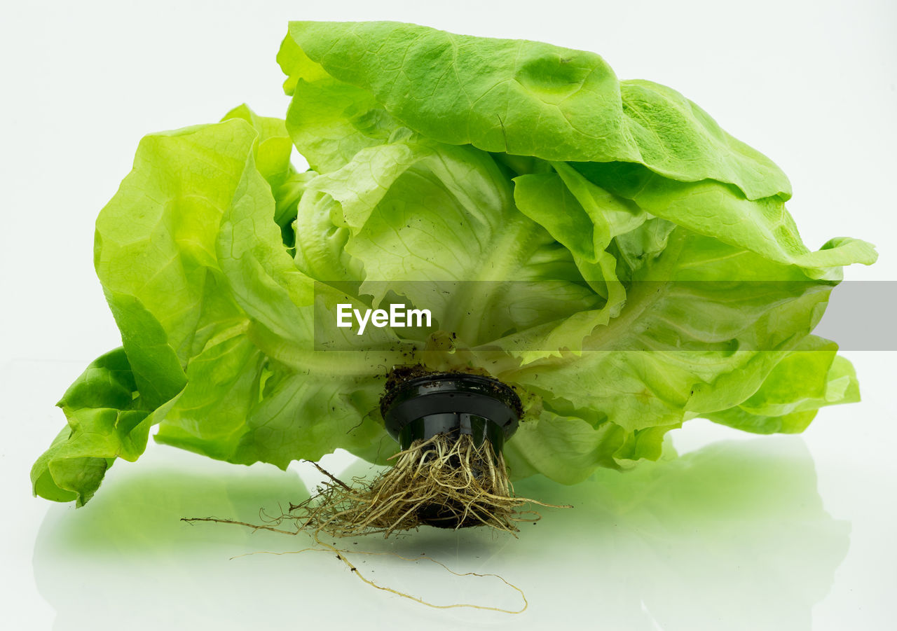 Close-up of aquaponic lettuce on table