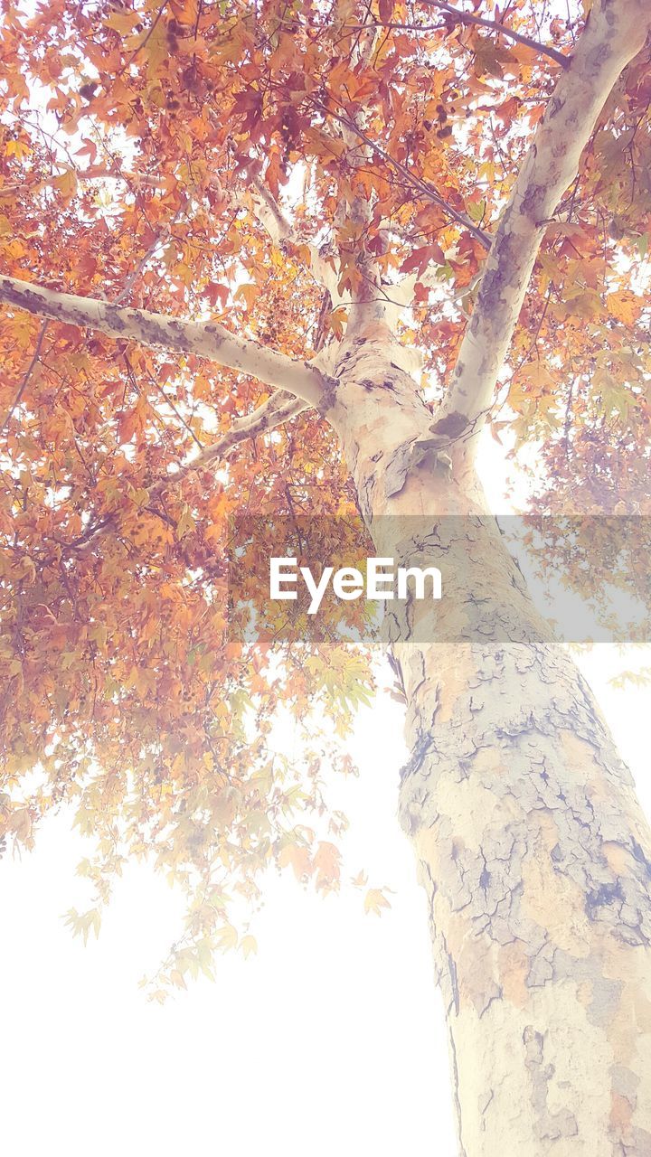 LOW ANGLE VIEW OF TREE