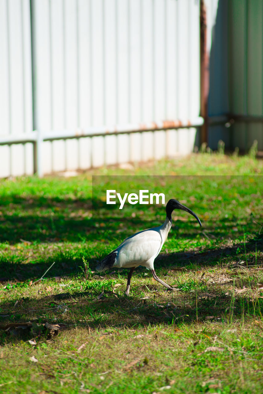 BIRD PERCHING ON FENCE