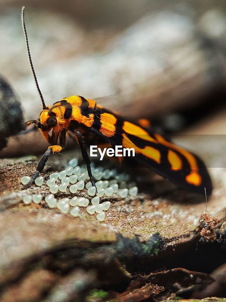 CLOSE-UP OF BUTTERFLY ON LEAF