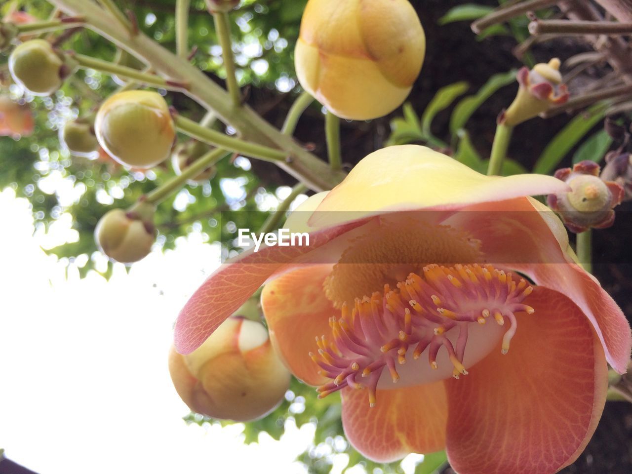 CLOSE-UP OF FLOWER AND LEAVES