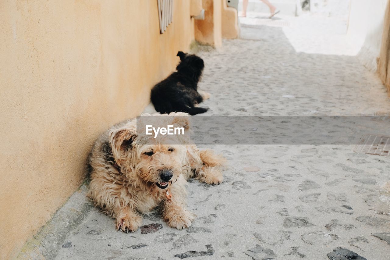 Close-up of dogs on street