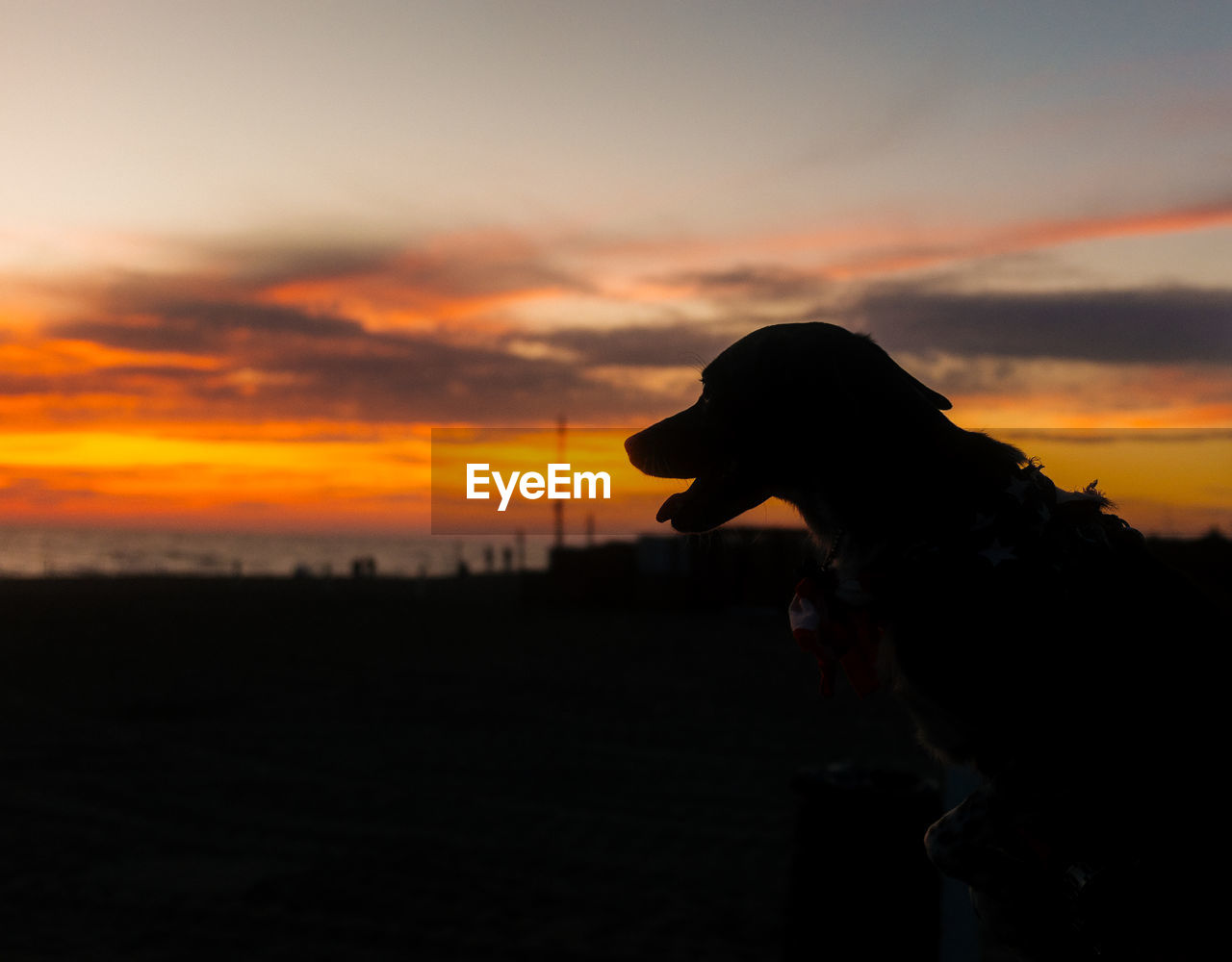 Silhouette of dog on landscape at sunset