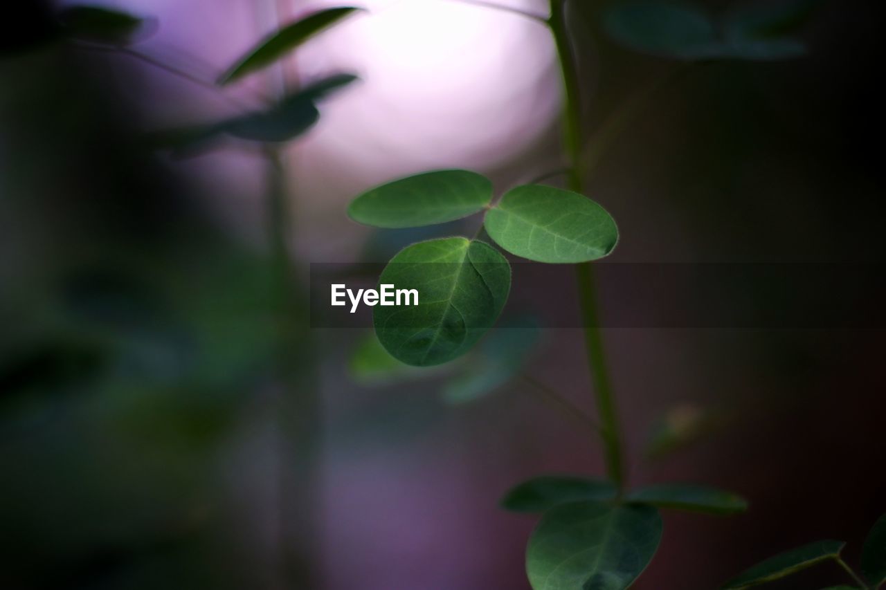 Close-up of green leaves