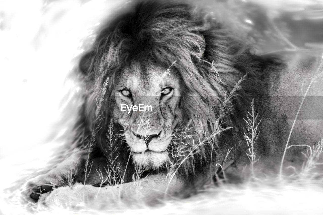 CLOSE-UP PORTRAIT OF LION RELAXING ON ANIMAL