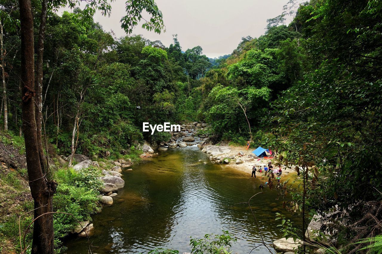 SCENIC VIEW OF TREES BY WATER