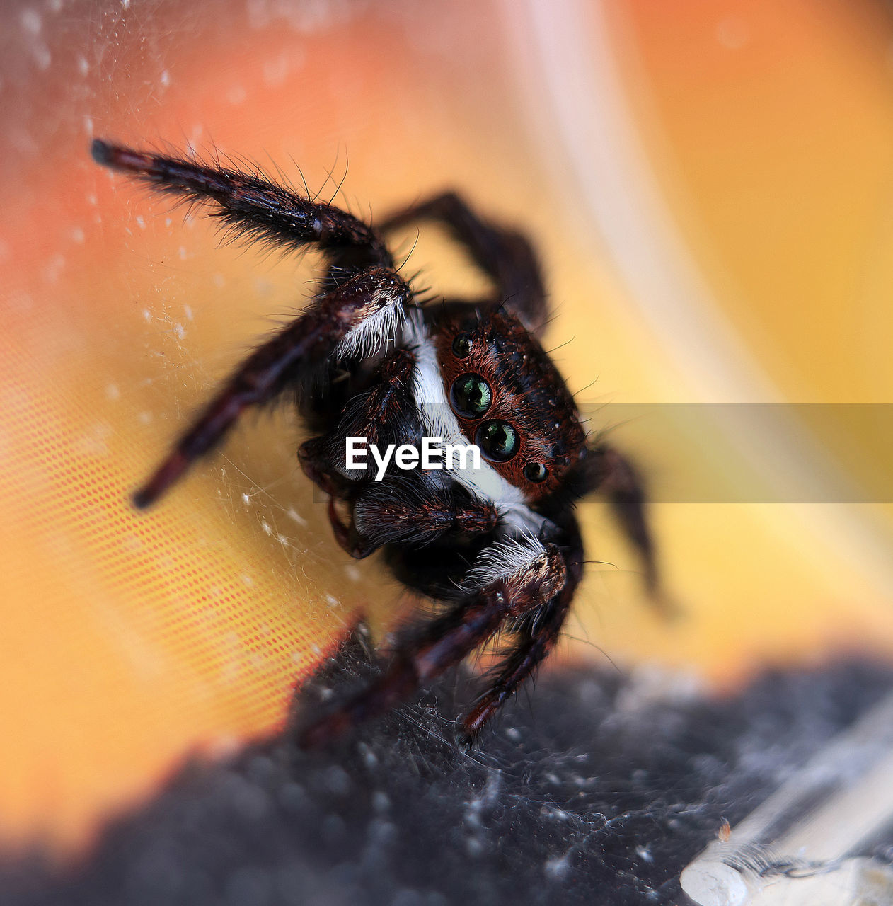 CLOSE-UP OF SPIDER ON FLOOR