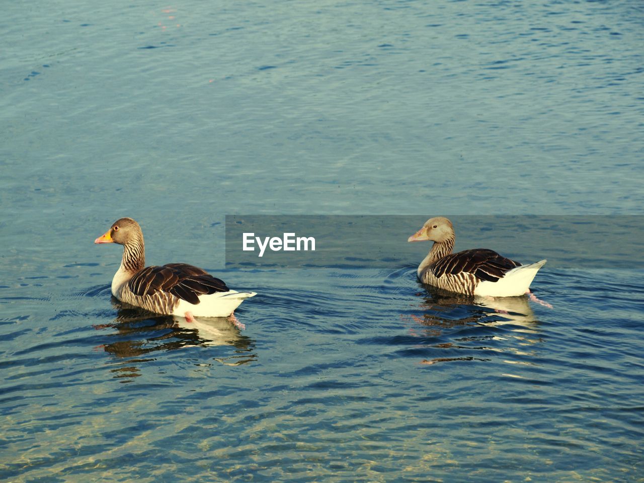 DUCKS SWIMMING ON LAKE