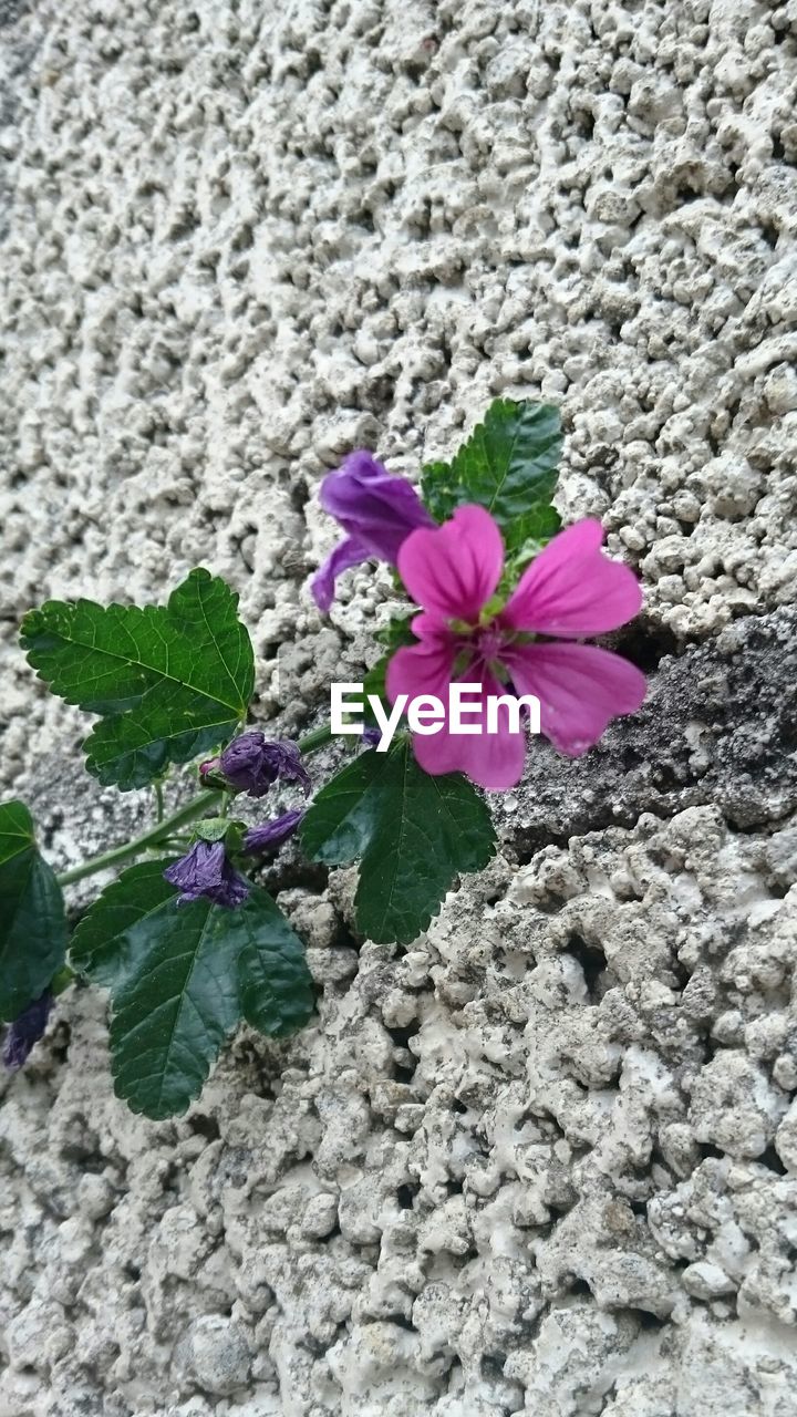 CLOSE-UP OF PINK FLOWERS BLOOMING