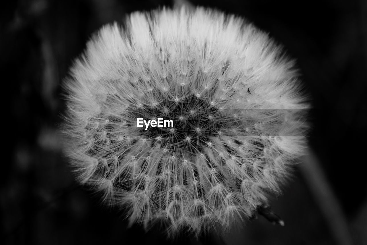 Close-up of dandelion flower