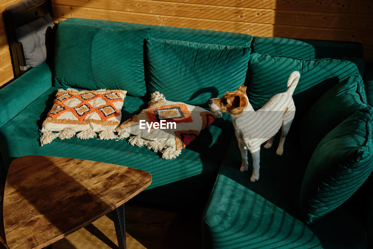 Dog standing on sofa in living room. stylish home interior with curious pet on place for relax