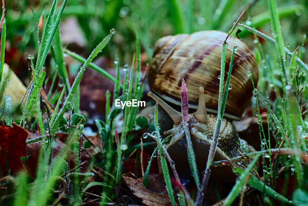 Close-up of snail on plants