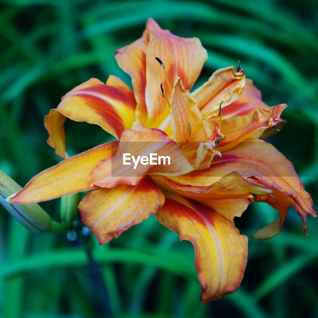 Close-up of day lily blooming outdoors