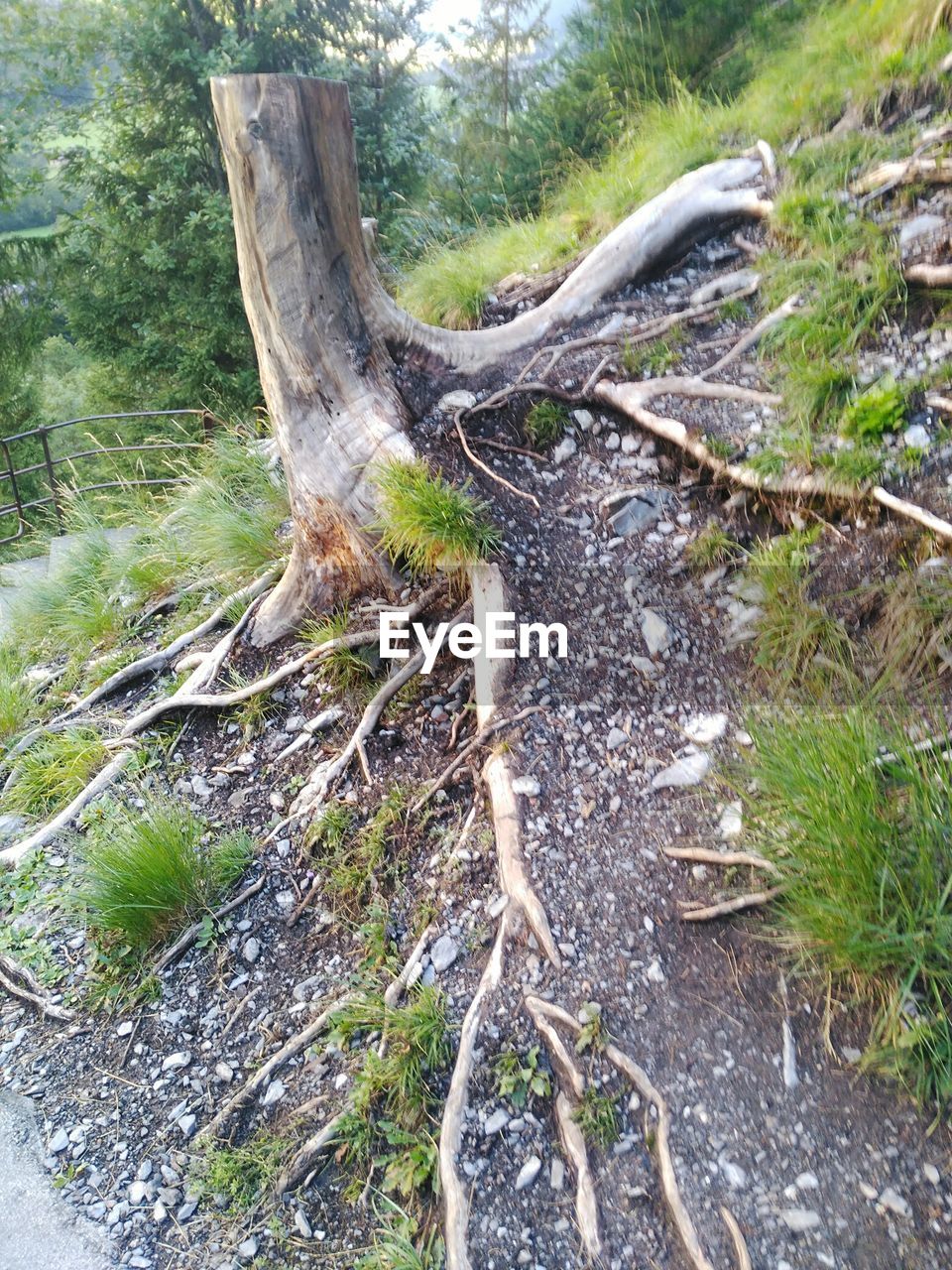 CLOSE-UP OF TREE STUMP