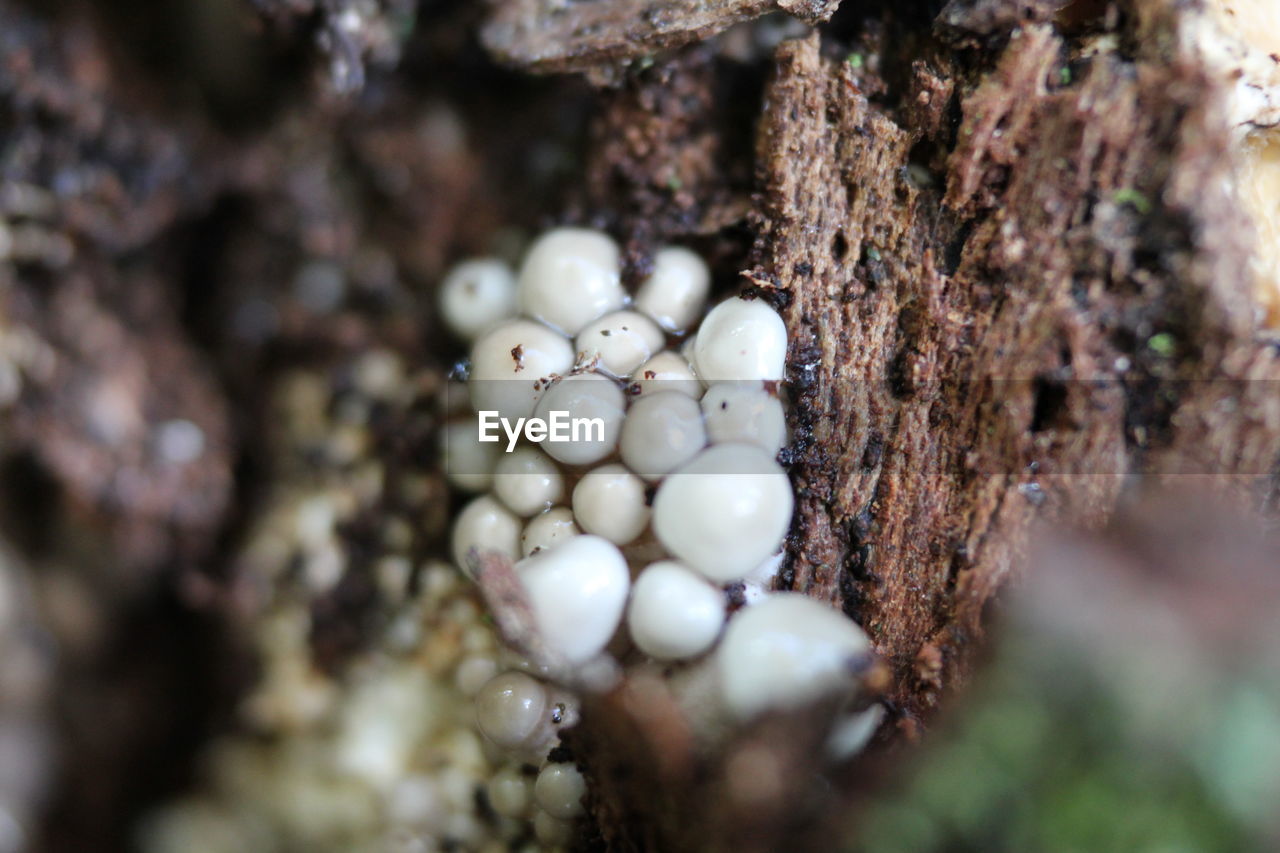 Close-up of animal eggs on tree