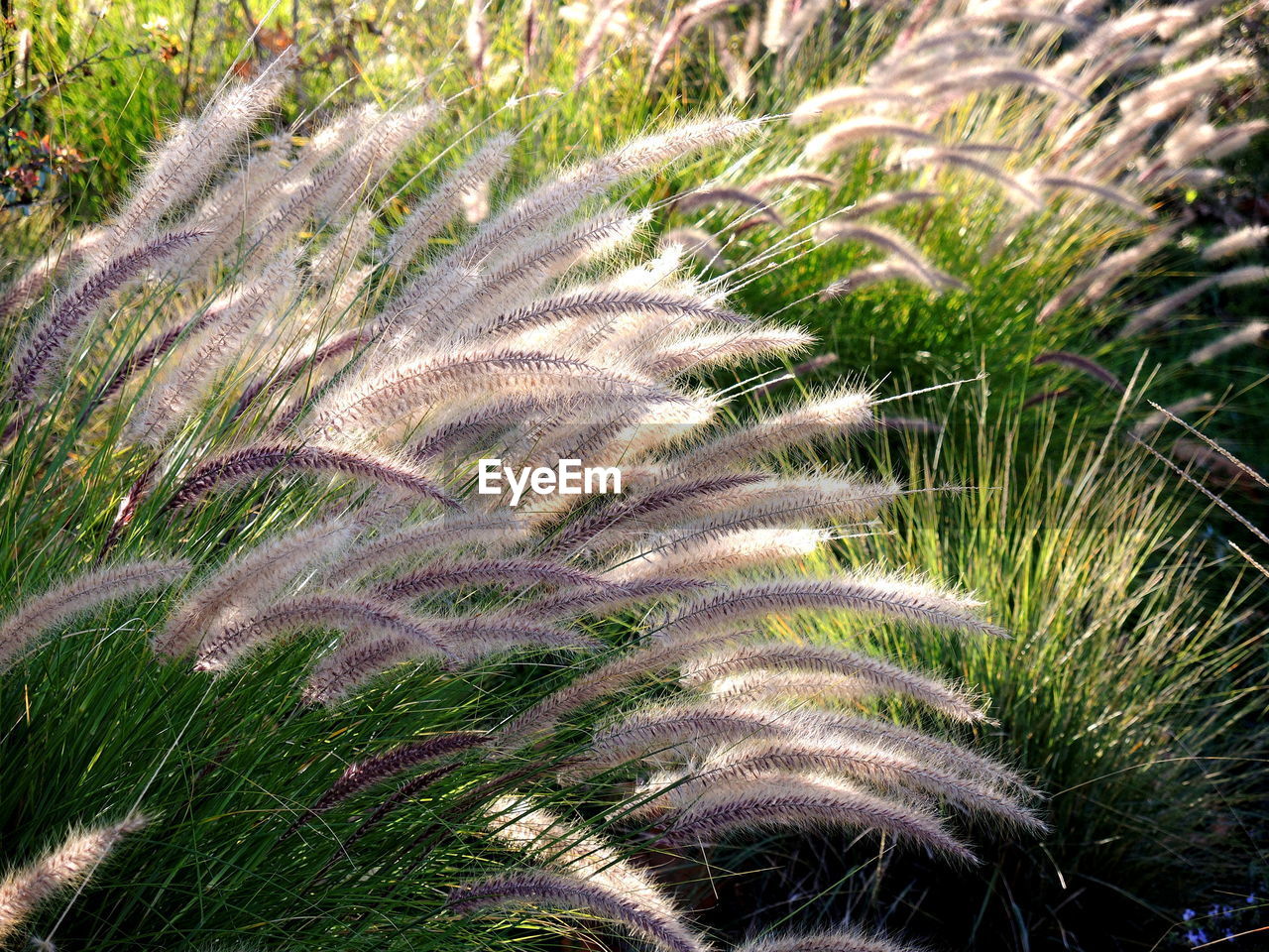 High angle view of palm trees on field