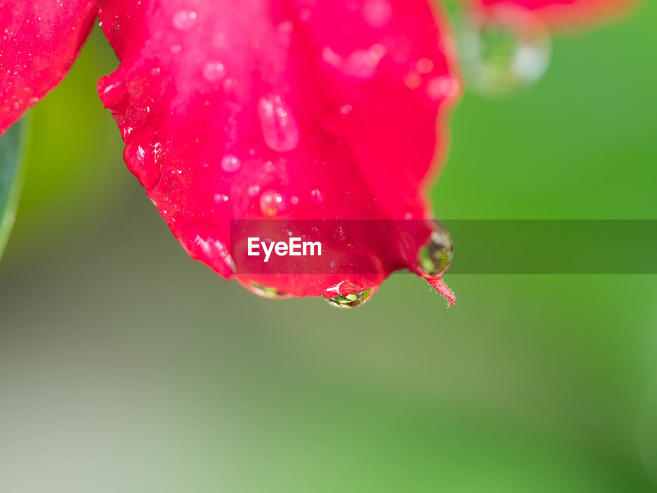 CLOSE-UP OF WATER DROPS ON RED LEAF