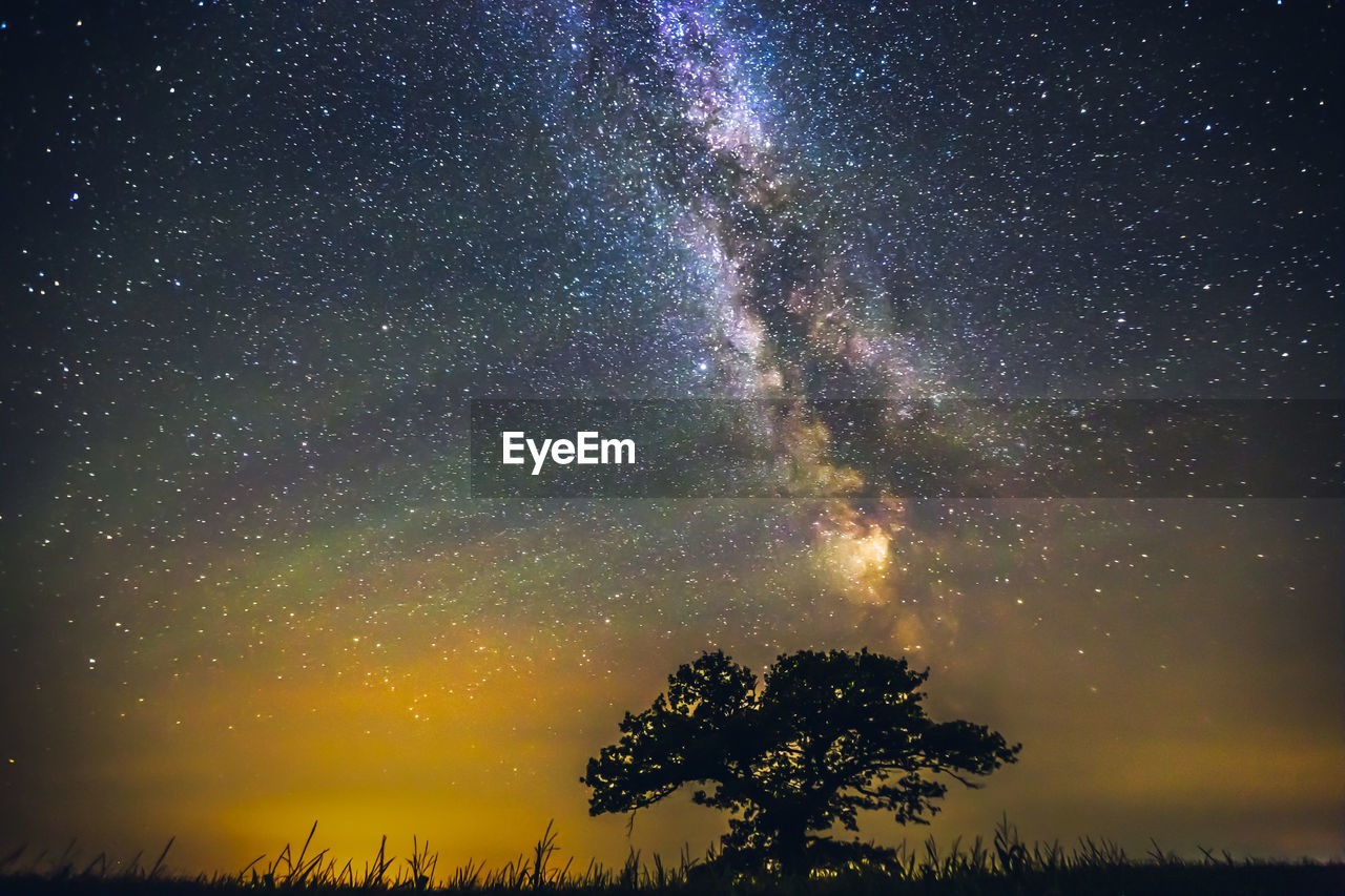 LOW ANGLE VIEW OF TREE AGAINST SKY AT NIGHT