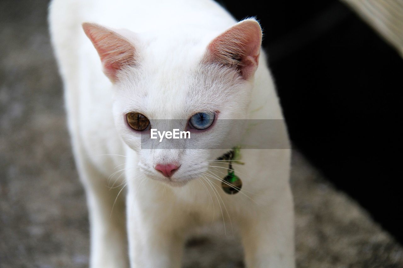 Close-up portrait of a cat