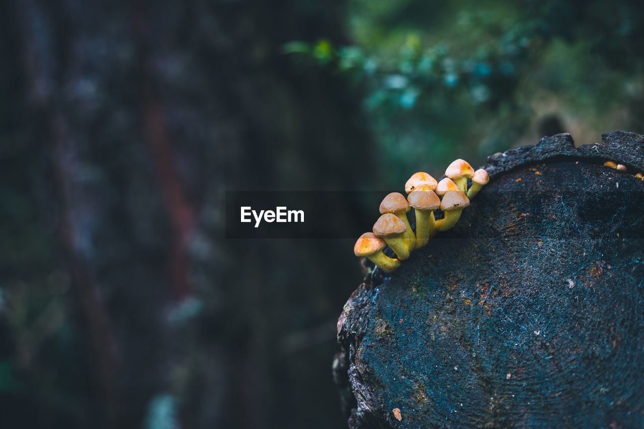 CLOSE-UP OF LICHEN ON ROCK