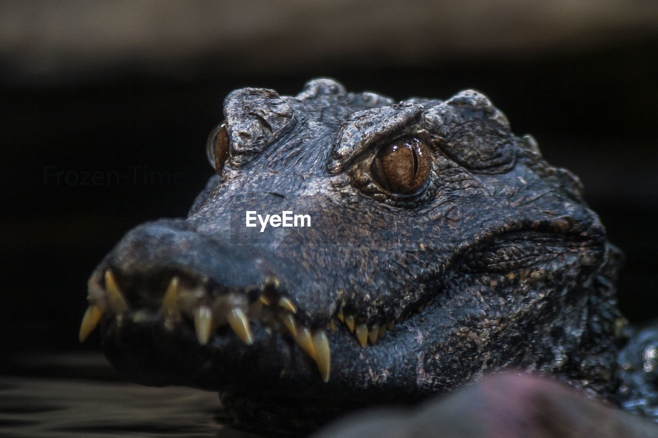 Close-up of alligator looking away swimming at pond