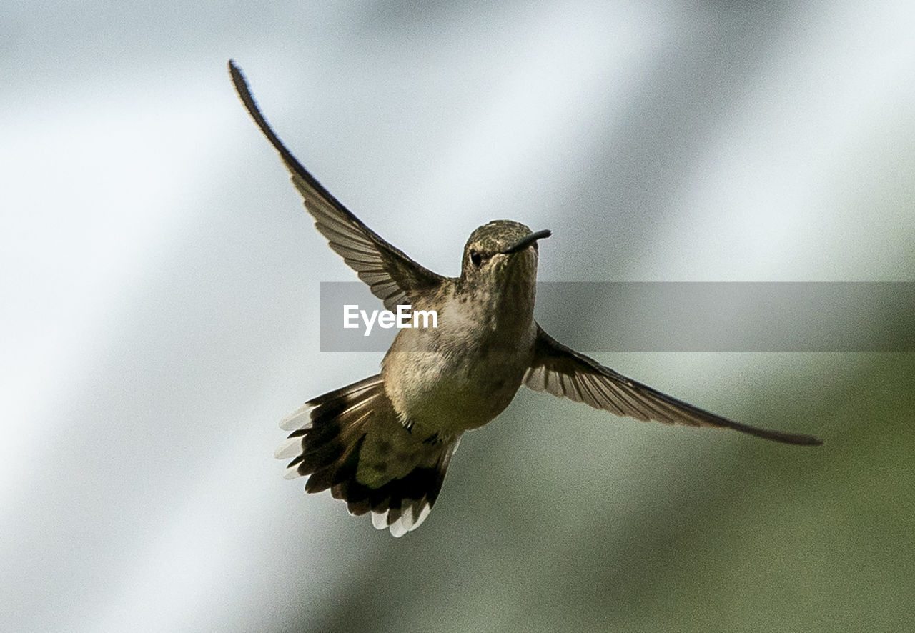 A hummingbird turns in midair.