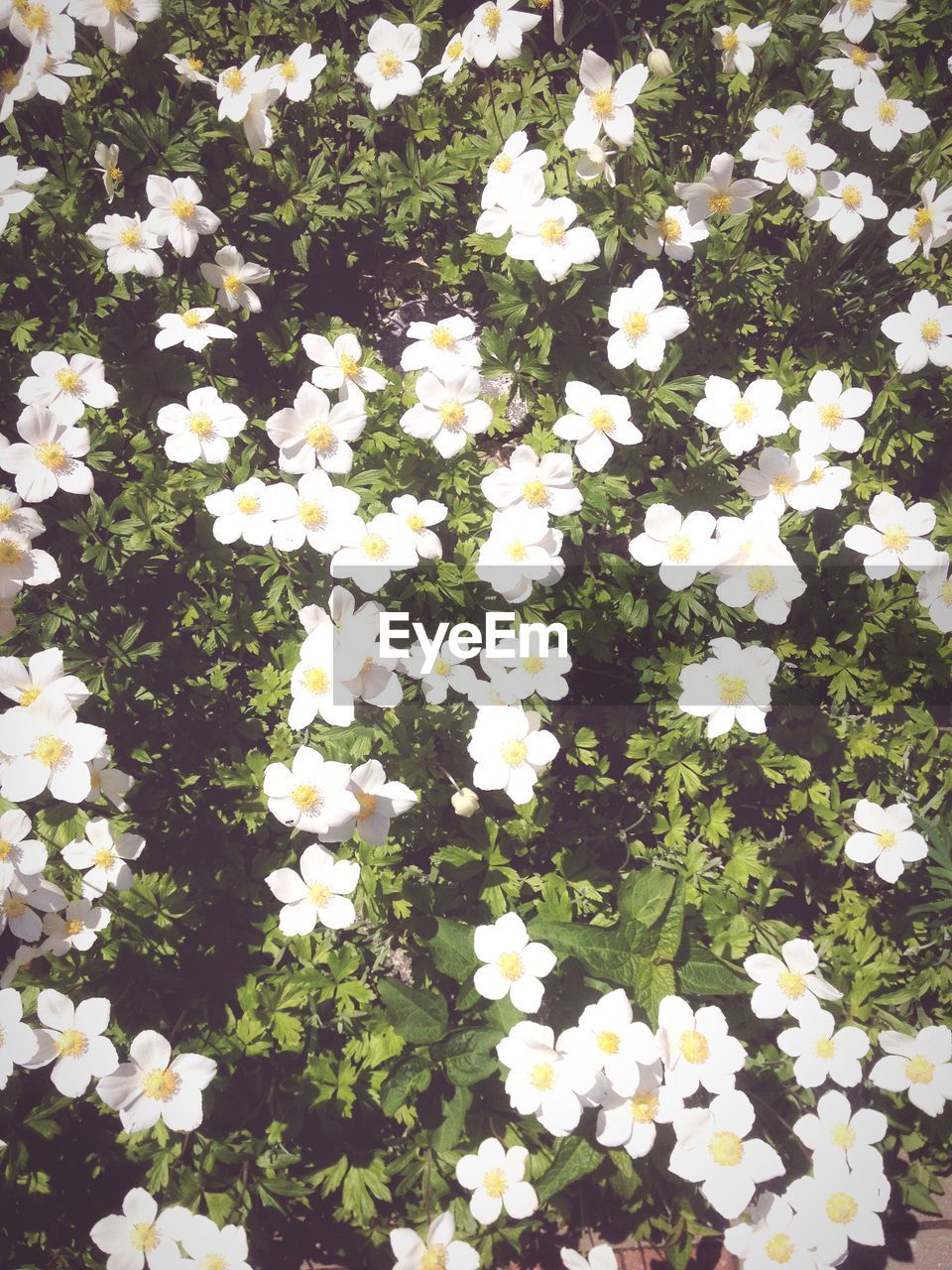 HIGH ANGLE VIEW OF WHITE DAISY FLOWERS