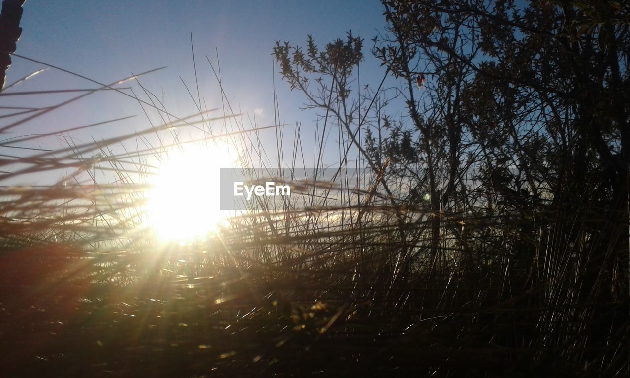 SUN SHINING THROUGH SILHOUETTE TREES ON FIELD AGAINST SKY