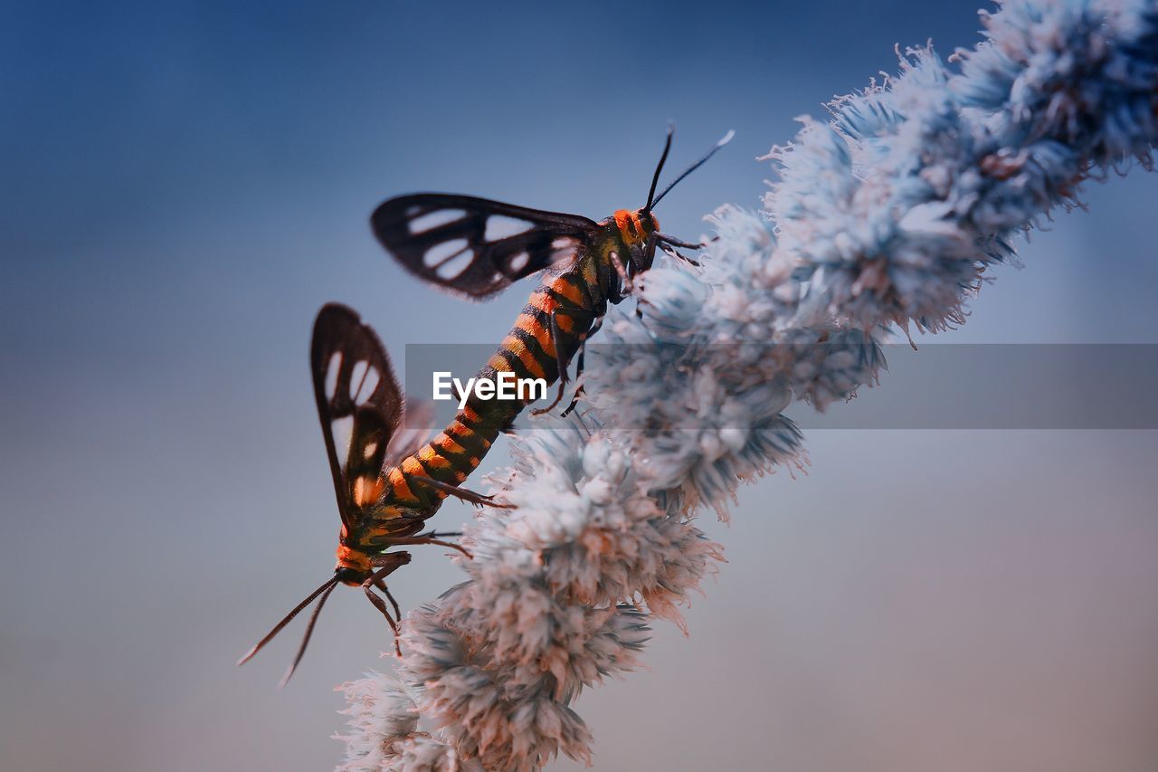Close-up of insects mating on flower