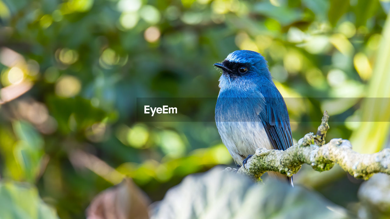 CLOSE-UP OF BIRD PERCHING ON TREE