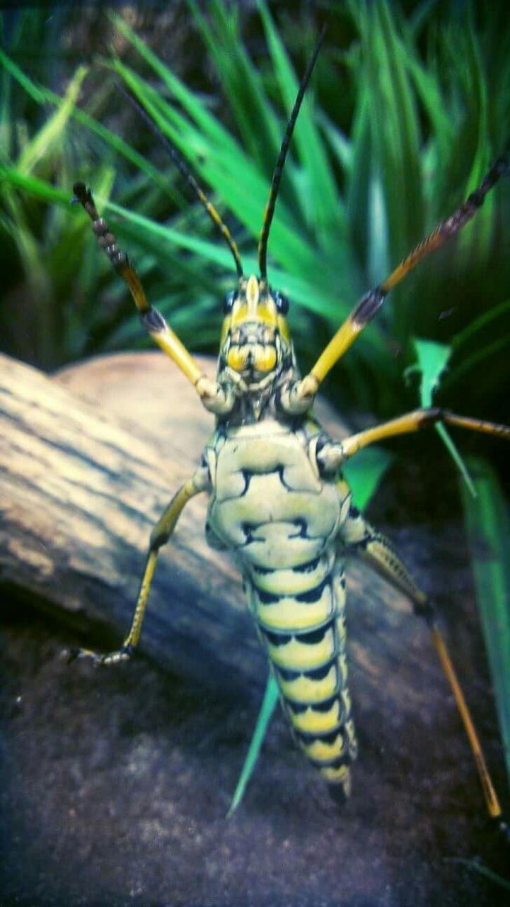 CLOSE-UP VIEW OF INSECT